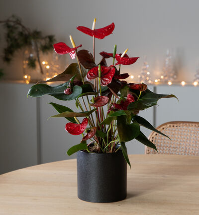 Anthurium Coral Champion rød Anthurium Coral Champion rød